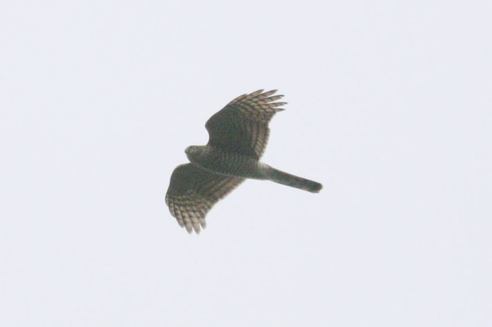 冬鳥等の野鳥観察状況（2020年度冬）ふりかえり