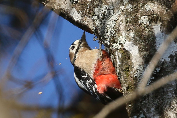 冬鳥等の野鳥観察状況（2020年度冬）ふりかえり