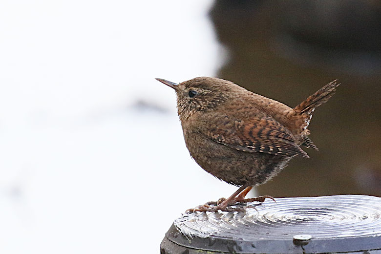 冬鳥等の野鳥観察状況（2020年度冬）ふりかえり