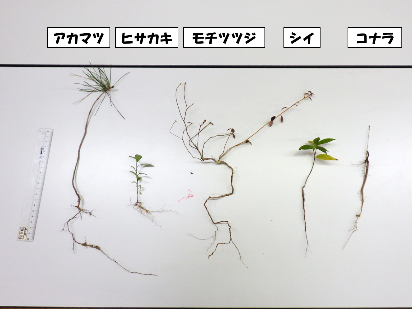 山の緑は土砂災害を防げるか?を実施しました~!