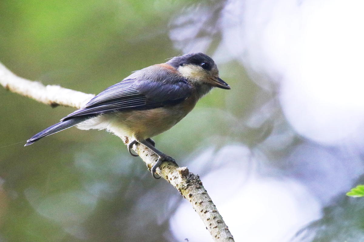 野鳥の巣立ちの季節