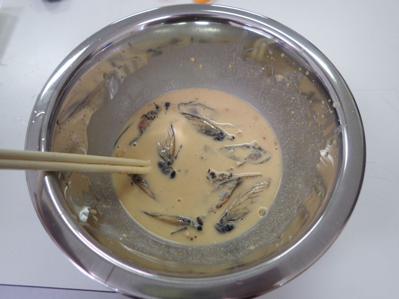 昆虫食、みんなで食べれば怖くない（セミ編）
