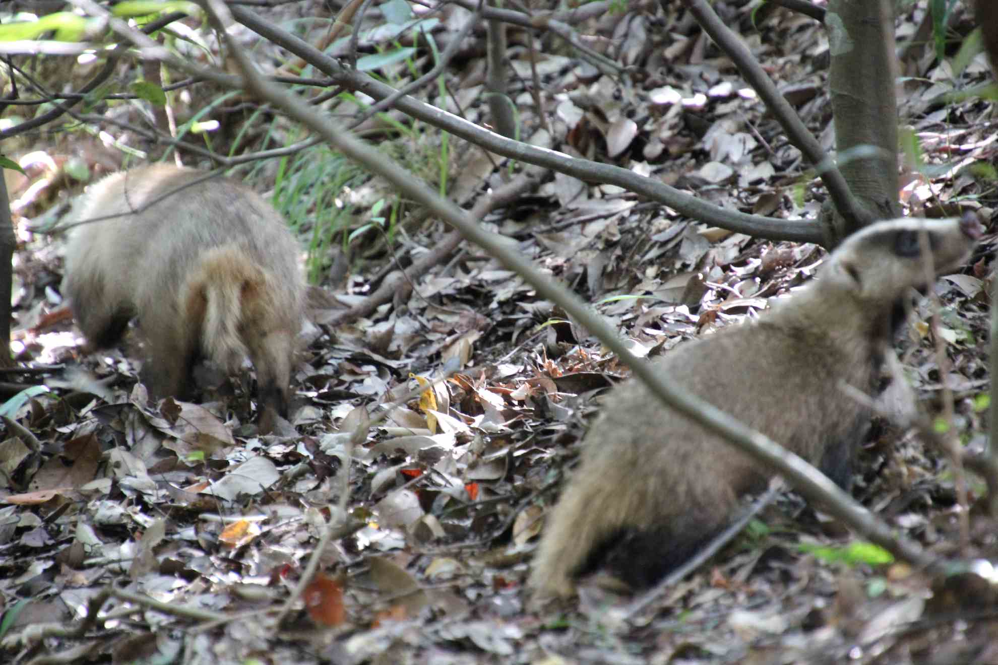 アナグマ親子現る！！