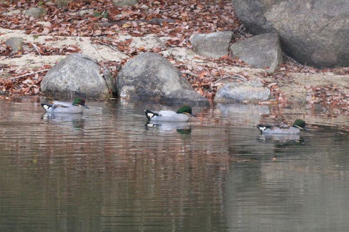 冬鳥等の野鳥観察状況（2020年度冬）ふりかえり