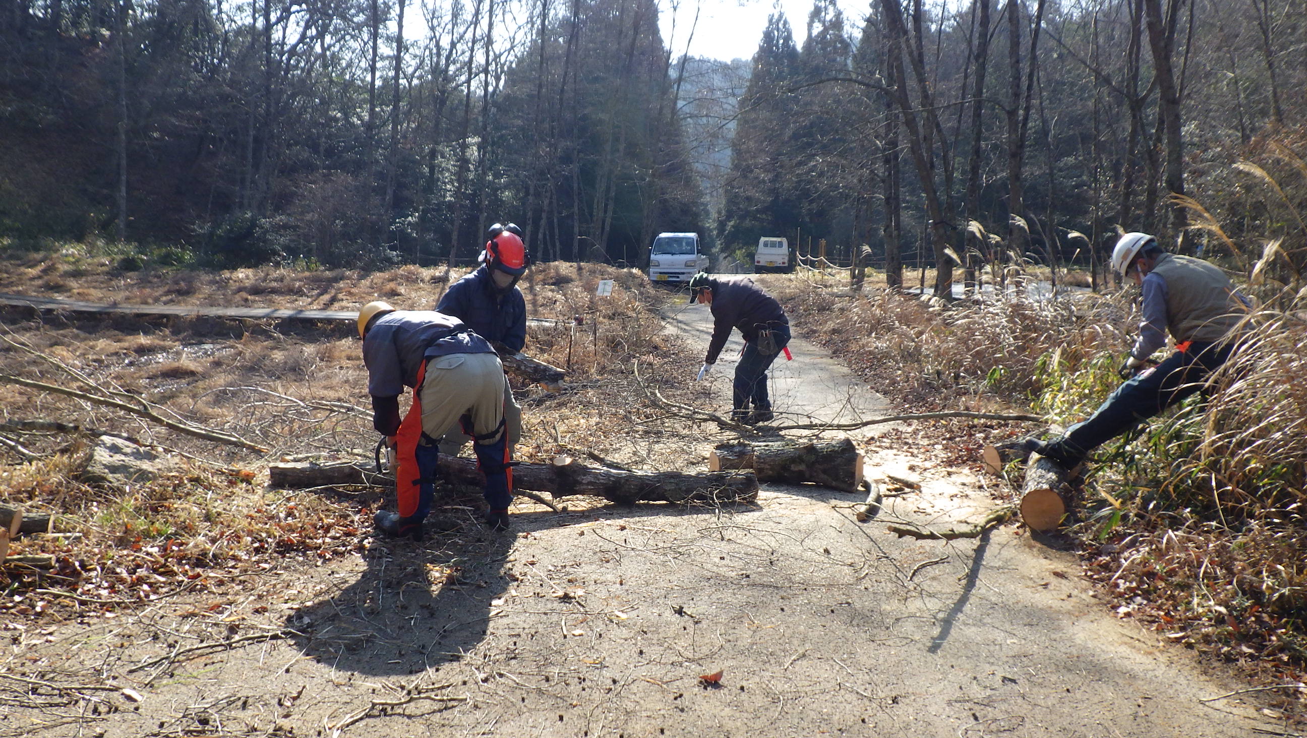 湿生植物園のハンノキ伐採作業