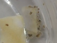 猛暑の中、ひとときの涼 ウミホタル