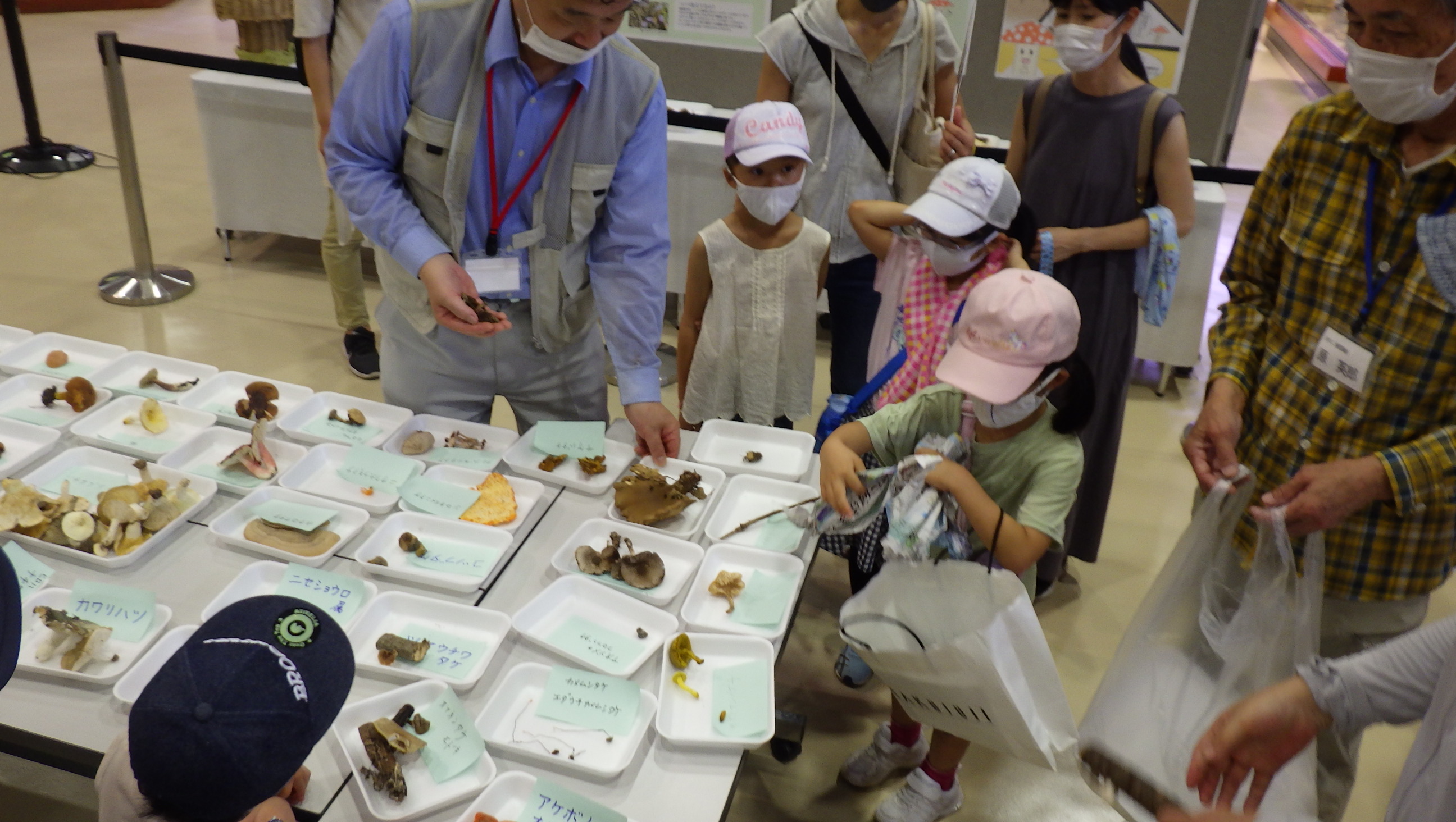 探してみよう！夏のきのこ