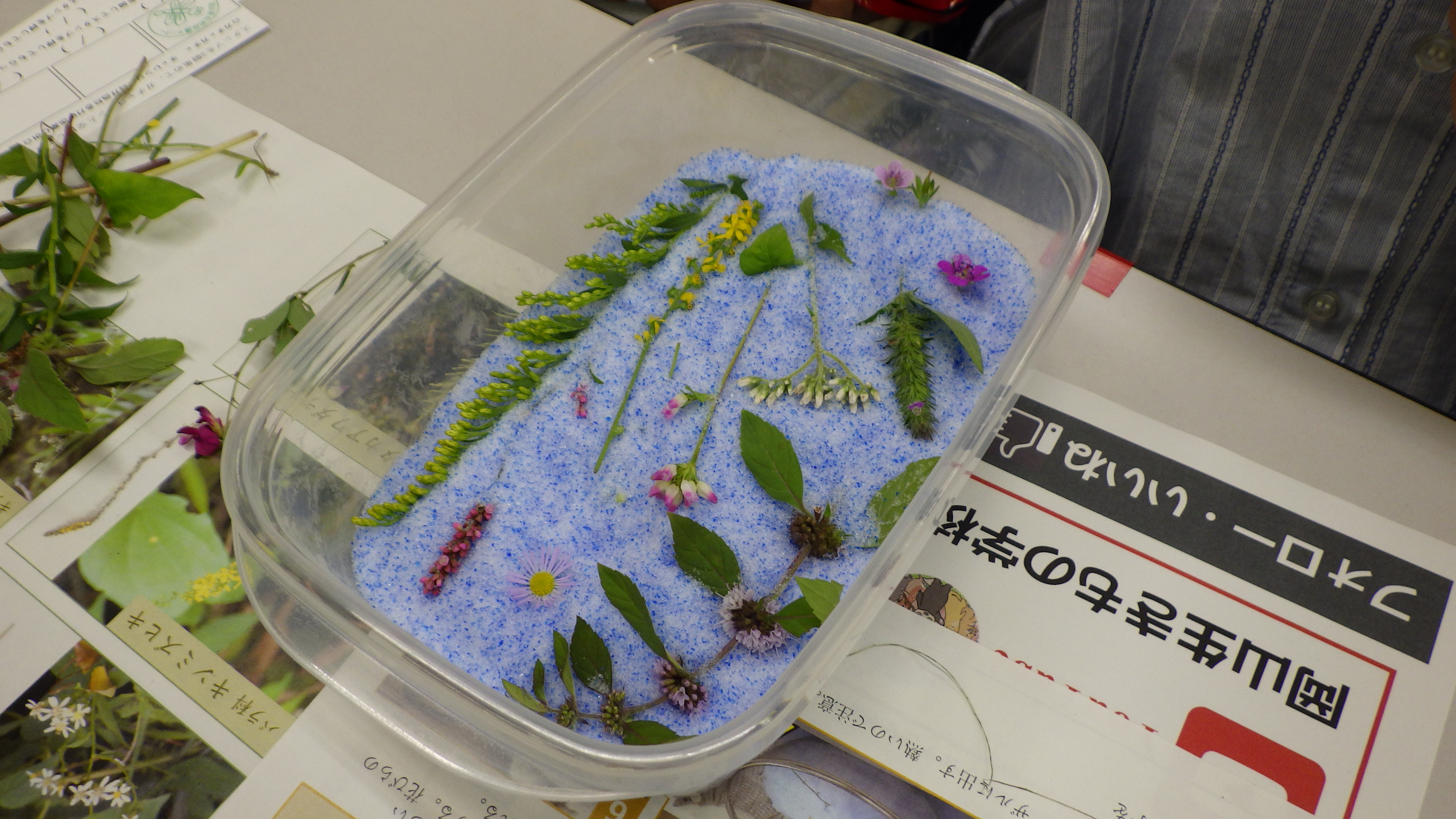 野草のハーバリウム作り　～秋の花～