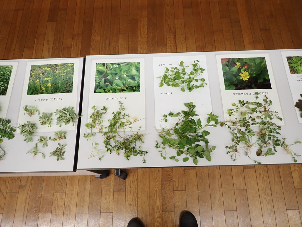 「春の七草」観察＆七草がゆ試食