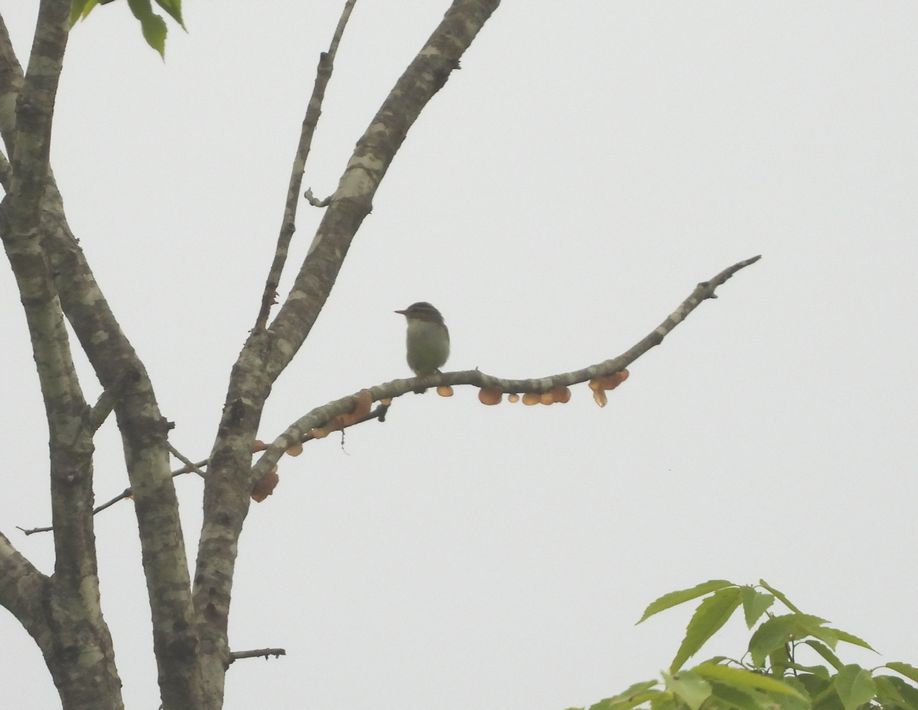 満喫自然体験「早朝探鳥」！