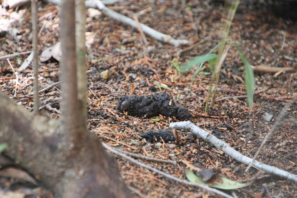 観察イベント「フィールドサインを探せ」