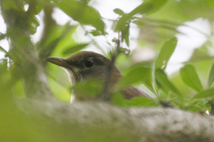 冬鳥等の野鳥観察状況（2020年度冬）ふりかえり