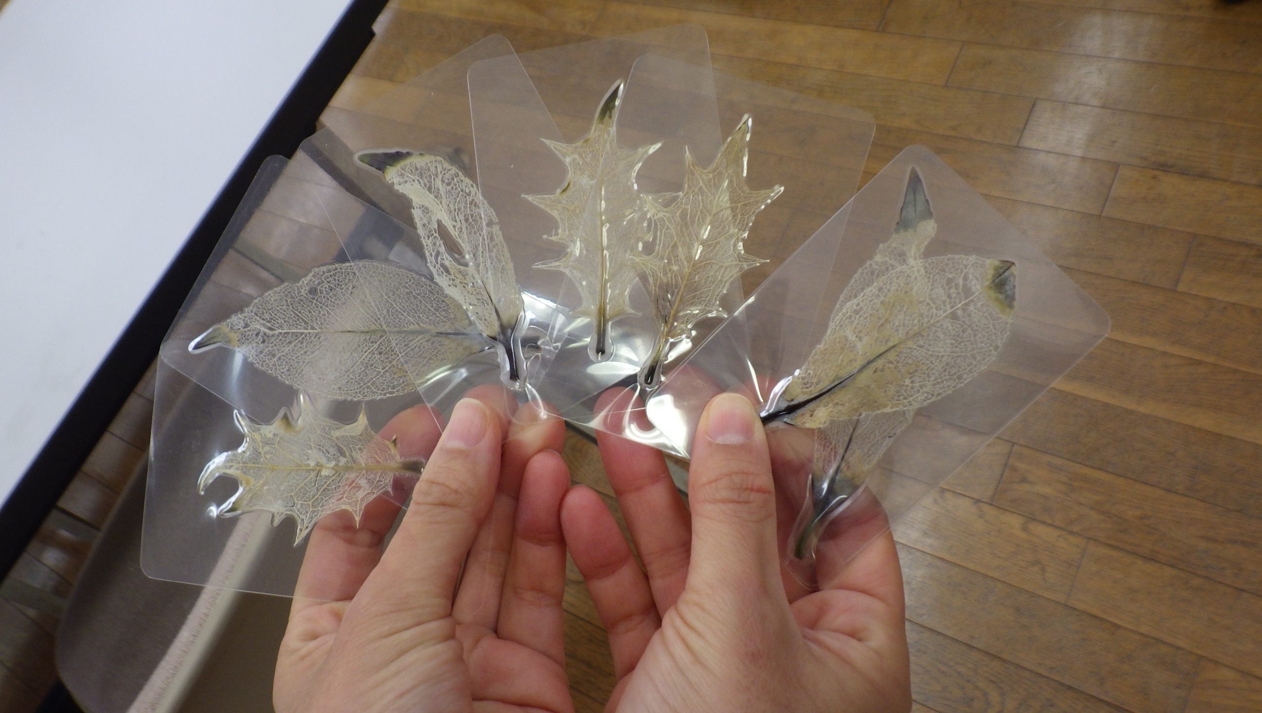葉脈標本のクリスマスカード作り