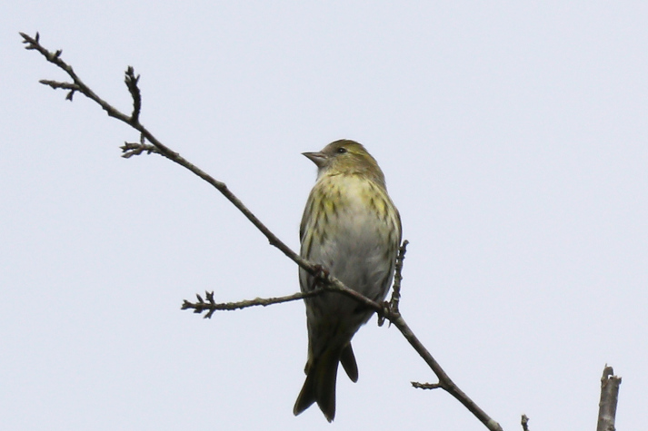 冬鳥等の野鳥観察状況（2020年度冬）ふりかえり