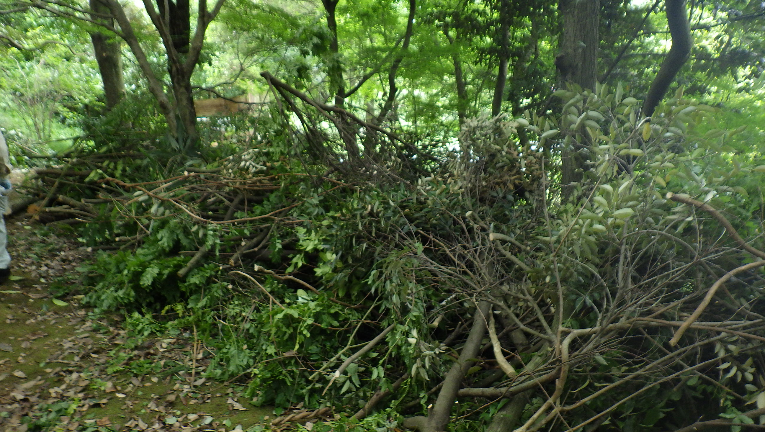 水鳥観察小屋の整備をはんみょうクラブさんがしてくれました～！