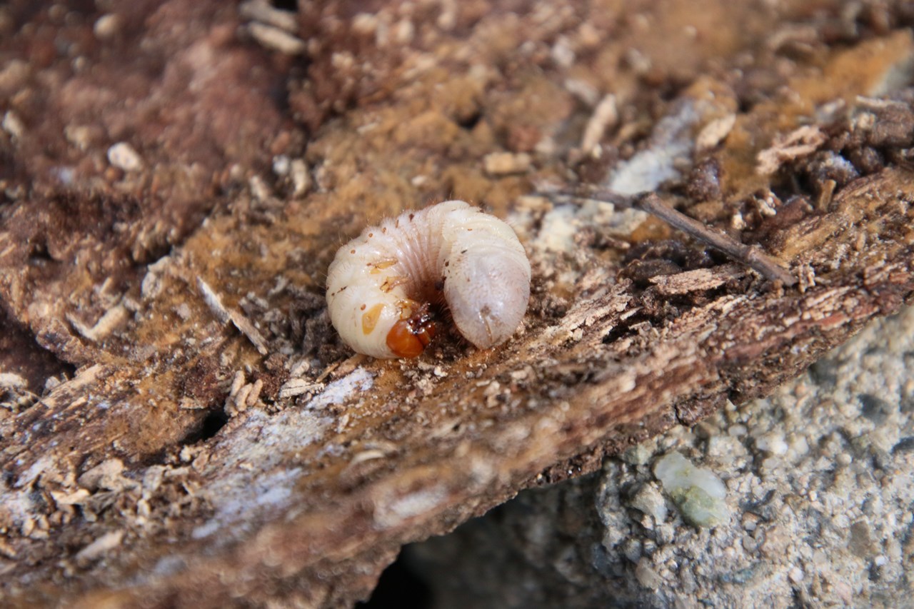 観察イベント「越冬昆虫大発見」