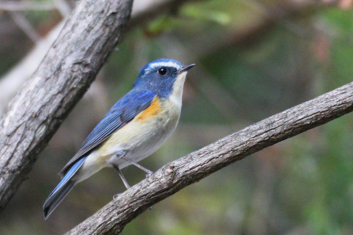冬鳥等の野鳥観察状況（2020年度冬）ふりかえり