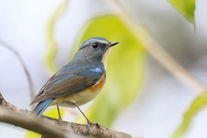 冬鳥等の野鳥観察状況（2020年度冬）ふりかえり