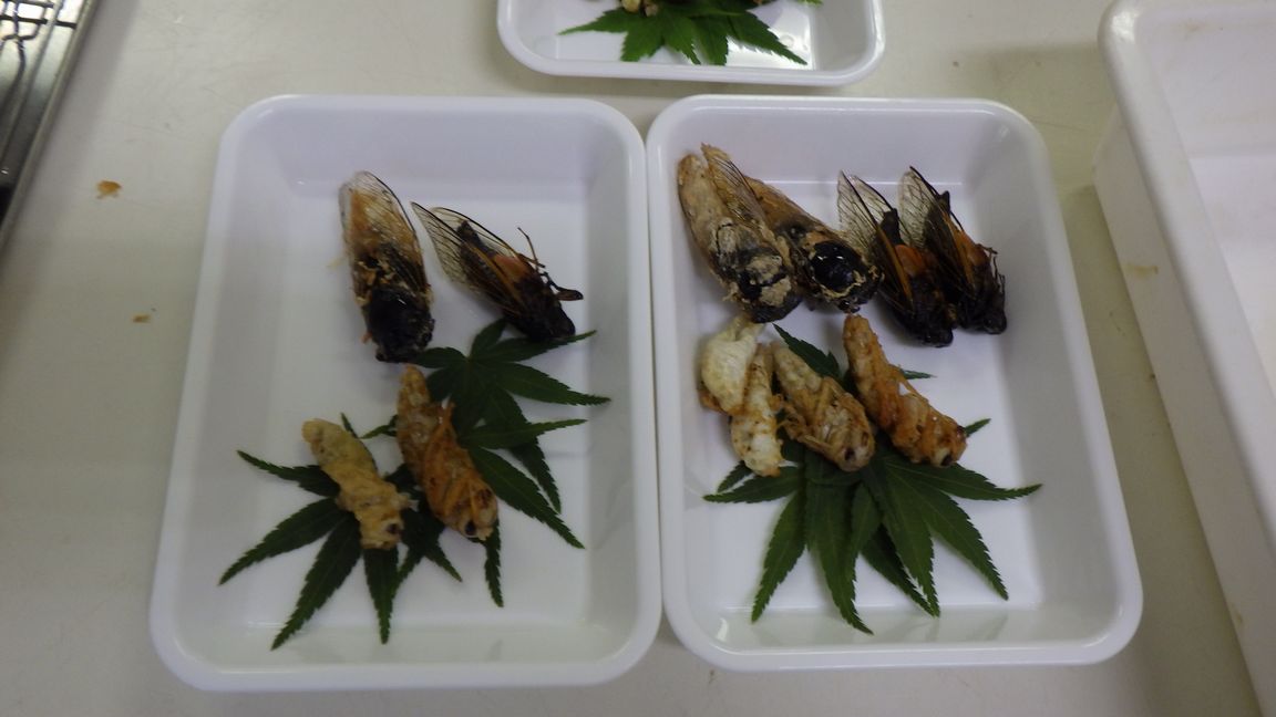 昆虫食、みんなで食べれば怖くない（セミ編パート２）