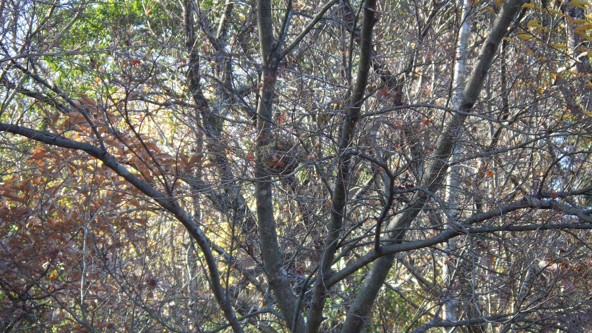 「池のまわりの野鳥」観察会を行いました!