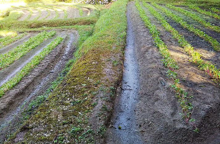 野草園のソバ畑