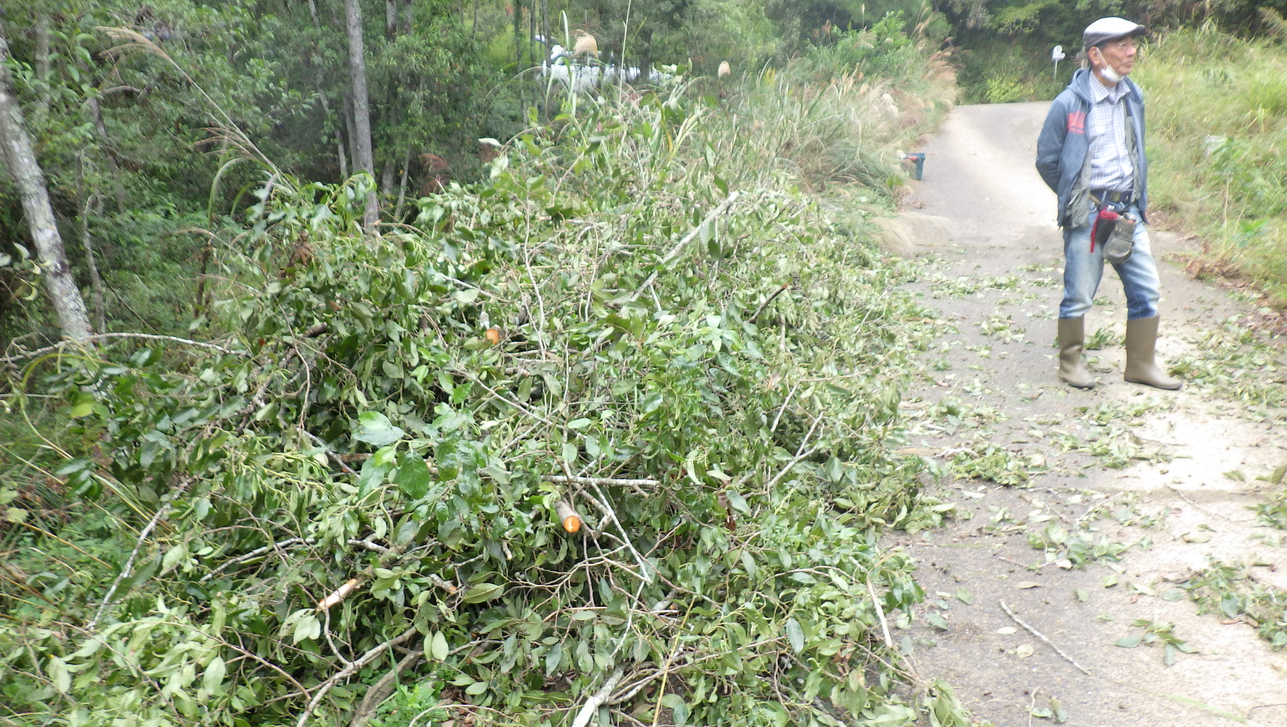 湿原の草取りpart2～ハンノキの伐採と抜き取り及び東屋付近の整備～
