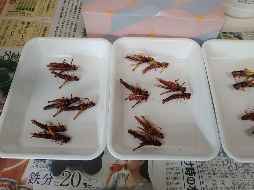 昆虫食、みんなで食べれば怖くない(バッタ編)