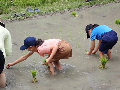田植えやりました