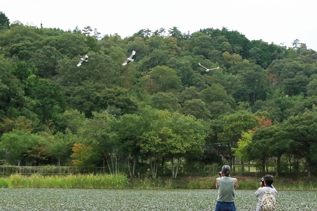 タンチョウ散策の様子