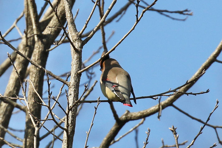 冬鳥等の野鳥観察状況（2020年度冬）ふりかえり