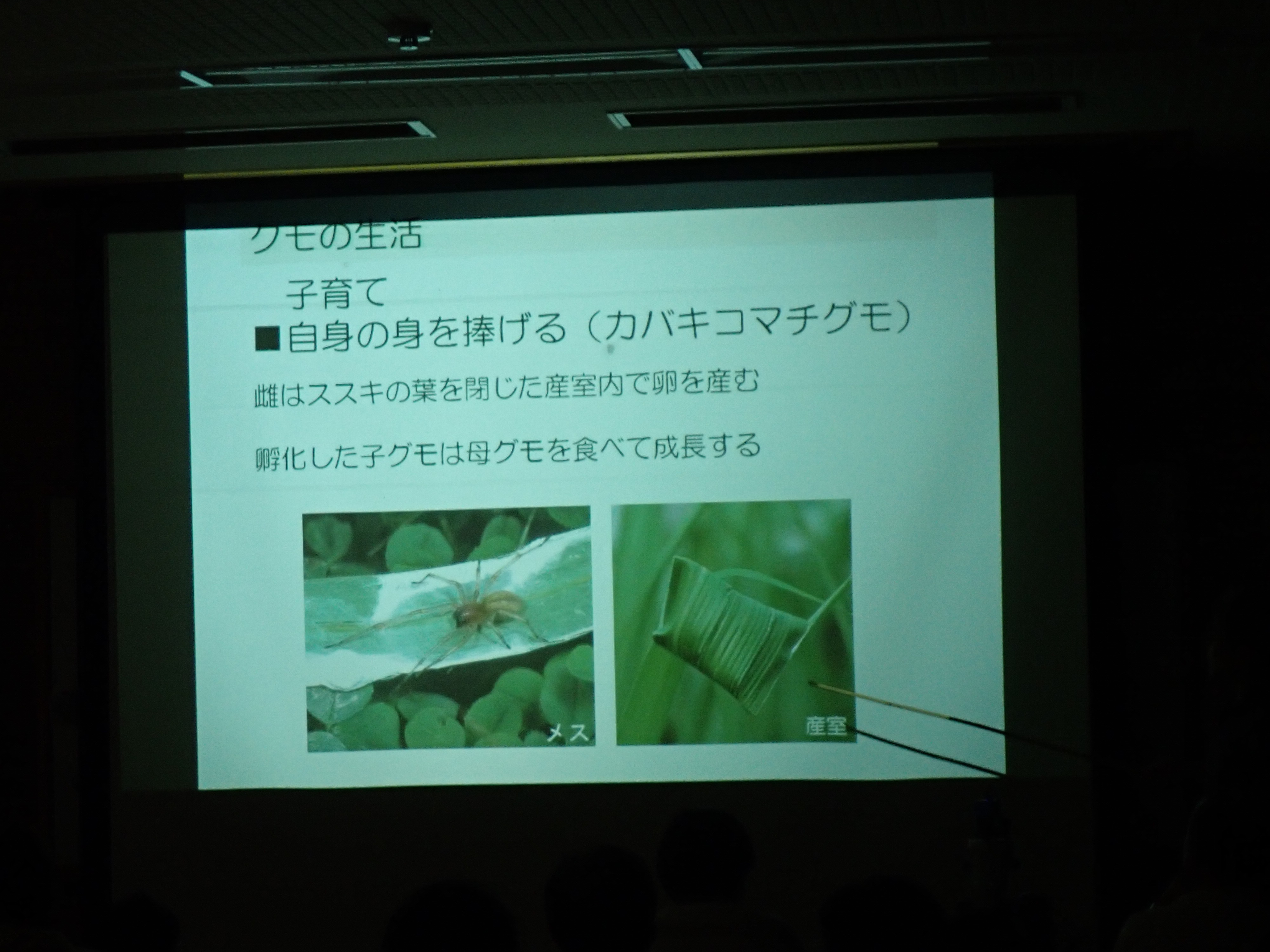 スパイダー観察会やりました