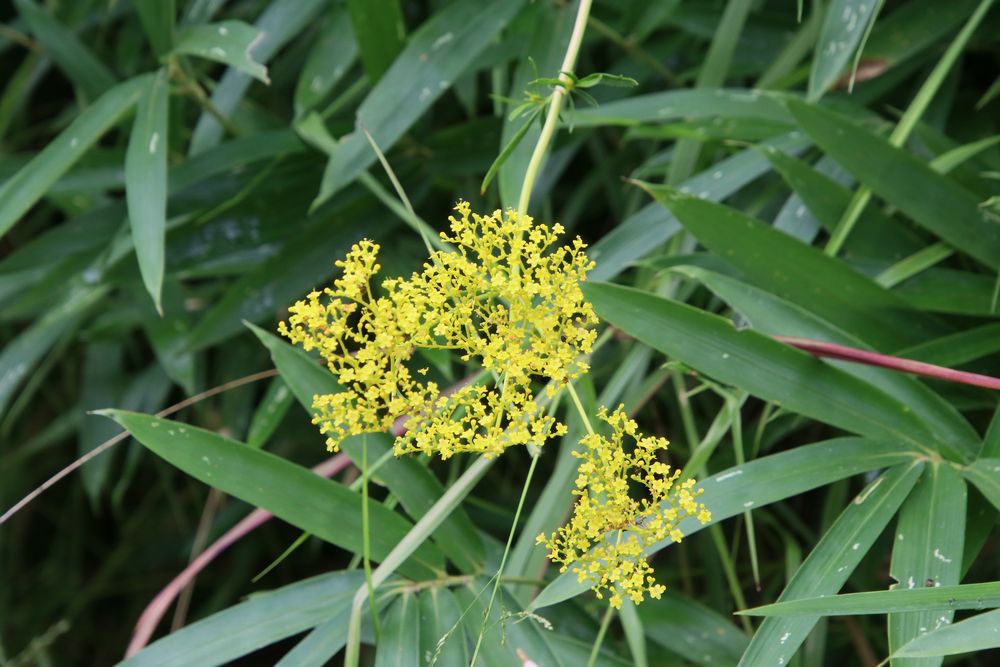 秋の花の彩り