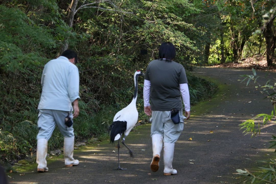 第20回佐伯タンチョウフェスタ