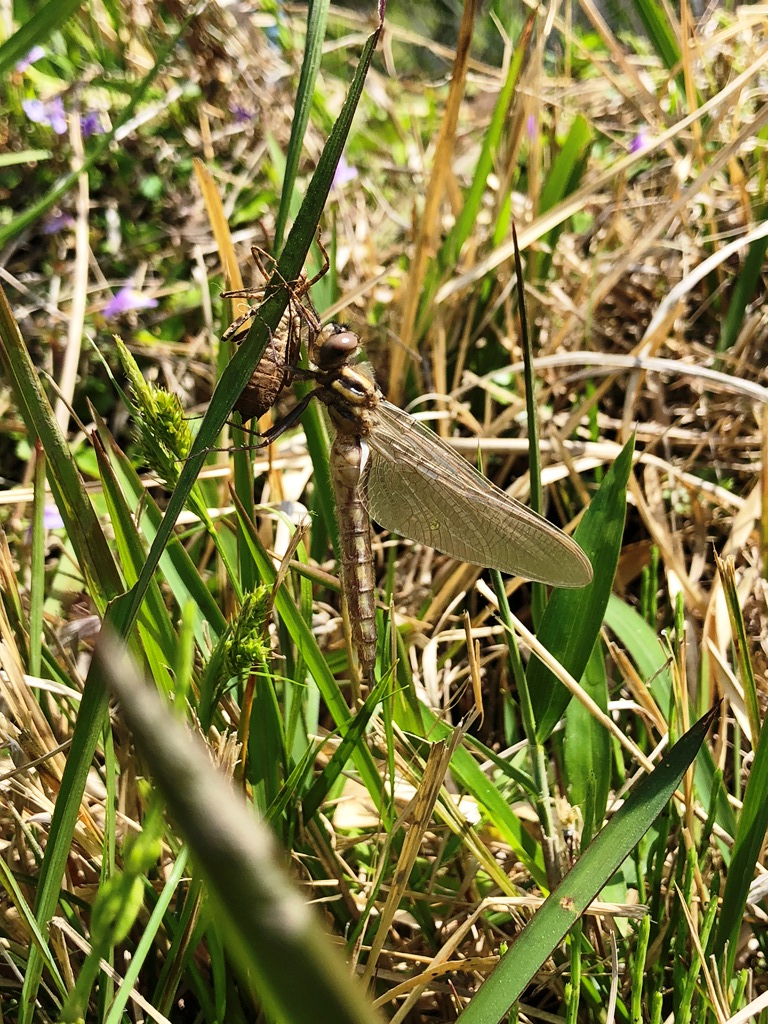 とんぼの羽化を観察しよう♪