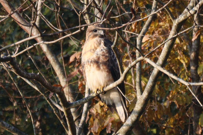 冬鳥等の野鳥観察状況（2020年度冬）ふりかえり