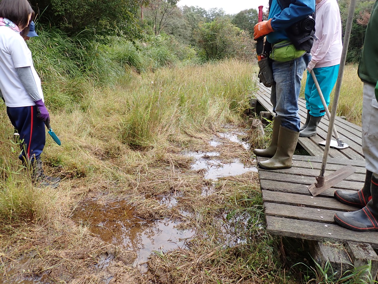 湿原の草取りを行いました！