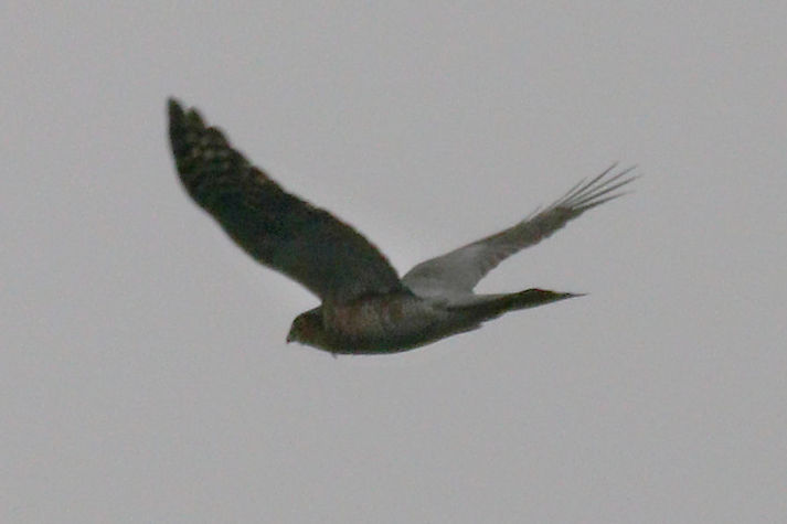 冬鳥等の野鳥観察状況（2020年度冬）ふりかえり