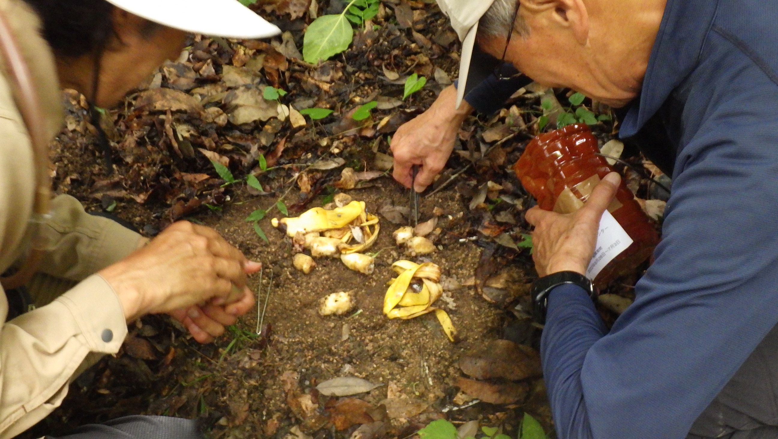 ボランティア研修会「樹液や倒木に集まる甲虫」