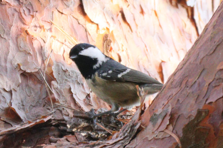 冬鳥等の野鳥観察状況（2020年度冬）ふりかえり