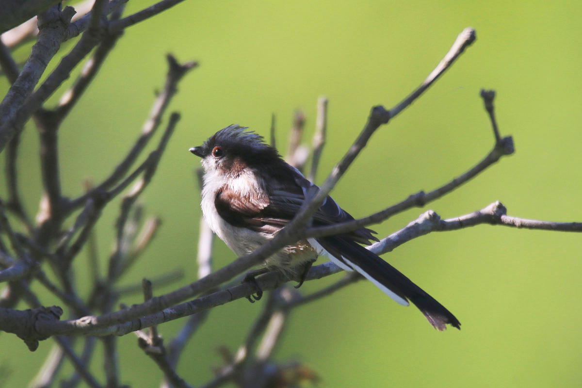 野鳥の巣立ちの季節