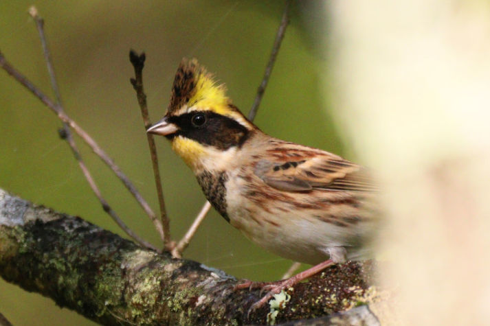 冬鳥等の野鳥観察状況（2020年度冬）ふりかえり