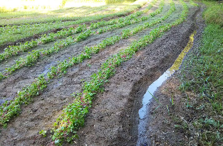 野草園のソバ畑