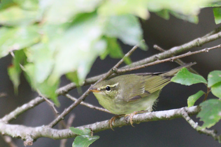 冬鳥等の野鳥観察状況（2020年度冬）ふりかえり