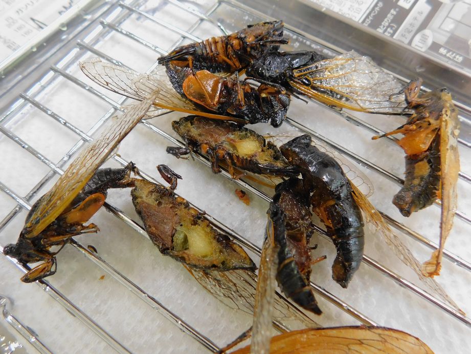 昆虫食、みんなで食べれば怖くない