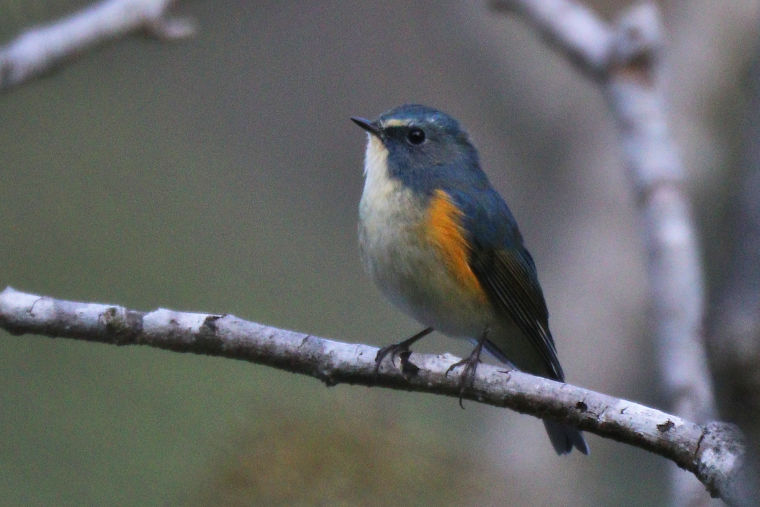 冬鳥等の野鳥観察状況（2020年度冬）ふりかえり
