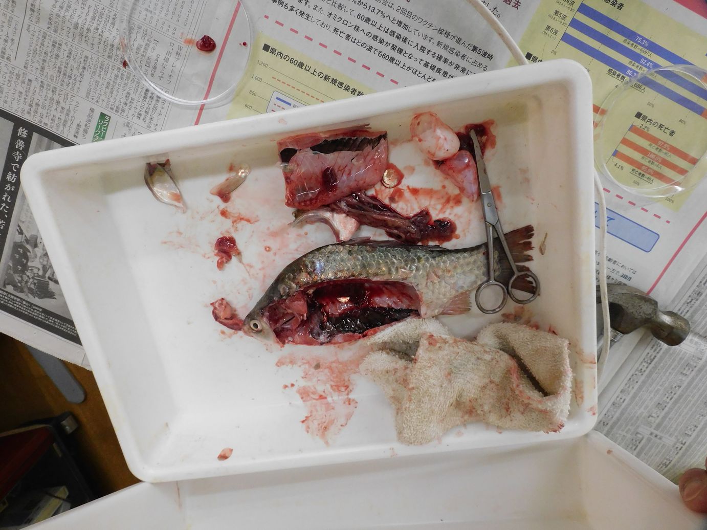 「おさかなの体しらべ」実施しました。