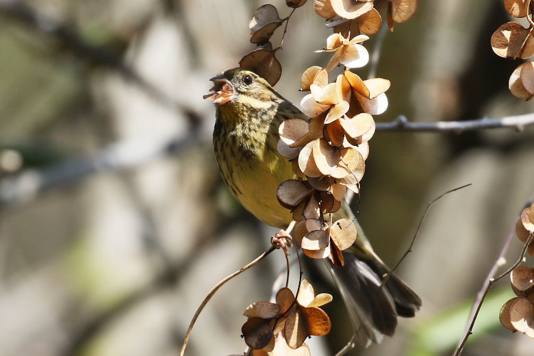 冬鳥等の野鳥観察状況（2020年度冬）ふりかえり