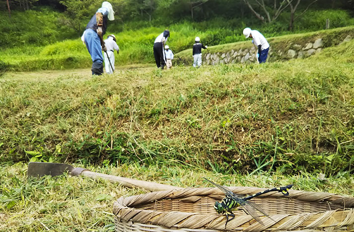 野草園のソバ畑