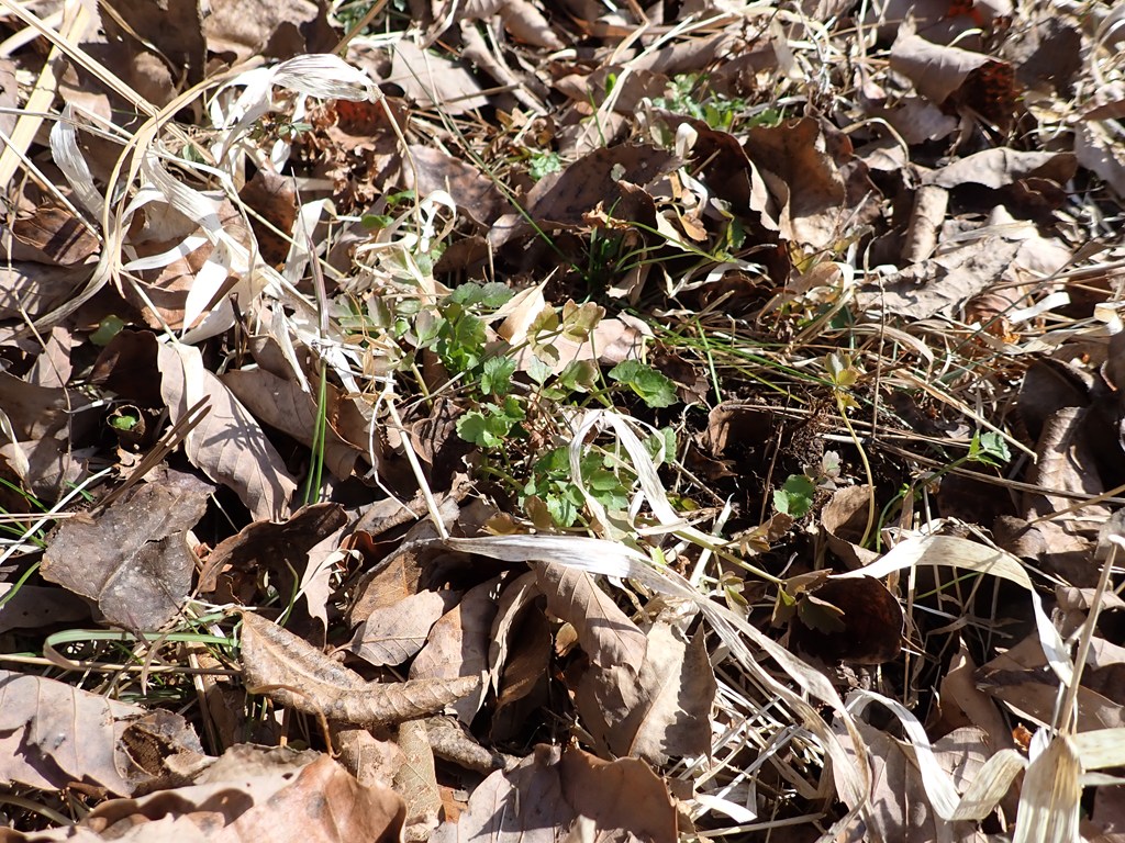 「春の七草」観察＆七草がゆ試食