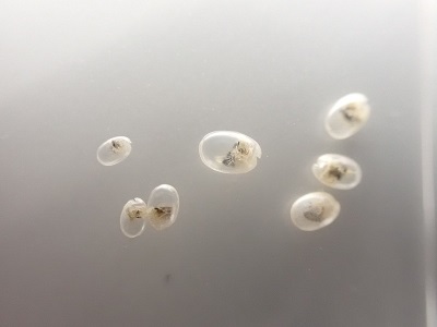光る生きもののしくみ(海ほたる編)やりました